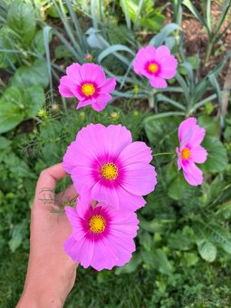 Krásenka zpeřená (Cosmos bipinnatus) semena - 2