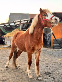 3letý pony hřebec - 2