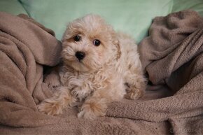 Maltipoo - 2