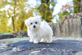 Koupím bílou fenecku maltipoo - 2