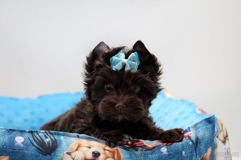 chocolate yorkshire terrier s PP - 2