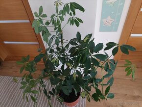 Schefflera - pokojovà rostlina - 2