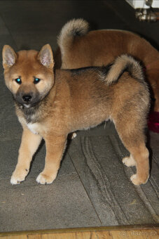 Roztomilé štěňátko Shiba Inu hledá milující domov - 2