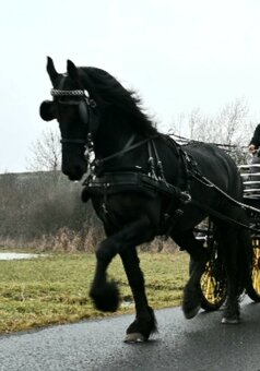 Fríská 6 letá klisna v zápřahu i pod sedlem - 2