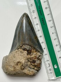 Megalodon Žraločí zub Délka 9,9 cm - Carcharodon megalodon - 2