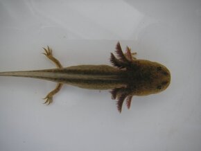 axolotl - 2