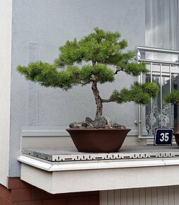 Borovice lesní (Pinus sylvestris) bonsai - 2