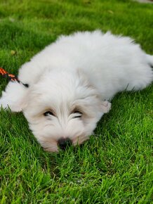 Coton de tulear sPP - 2