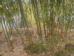 Bambusy Phyllostachys bissetii, mrazuvzdorné, Praha 9 - 2