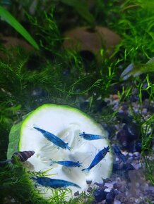 Krevetka Neocaridina var. Blue Dream - 2