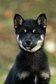 Shiba - 2