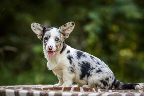 Welsh corgi cardigan - 2