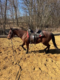 AQHA kobyla 3 roky - 2