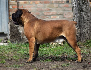 BOERBOEL  BALLOTADA  --VALERIE + VALENTÝNA - 2