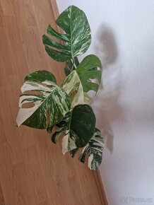 Monstera Deliciosa Albo Variegata - 2