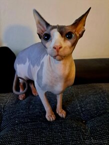 Sphynx kočička - 2