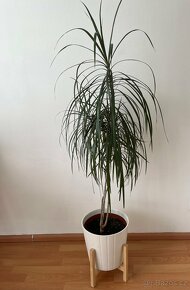 Dracena+ květináč a lopatkovec+ květináč - 2