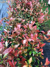 Blyskavky Red Robin - Photinia Fraserova 50 cm - 2