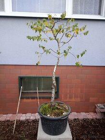 Bříza bělokorá (Betula pendula) bonsai - 2