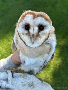 Sova pálená (tyto alba) - 2