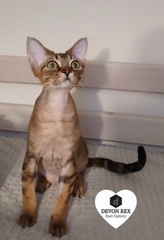 Devon rex kocour - 2