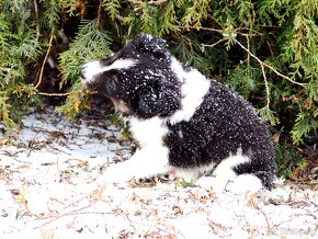 Sheltie -tricolor pejsek s PP - 2