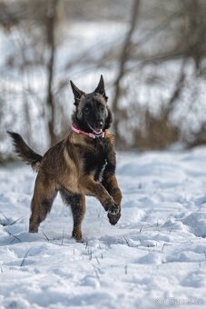 Belgický ovčák - Malinois - 2