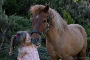 Shetland pony valach 11let 115cm - 2