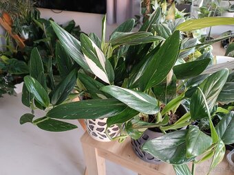 Philodendron Cobra variegata - 2