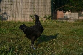 Kohouti Ayam Cemani - 2