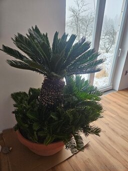 prodám krásný velký Cycas Revoluta - 2