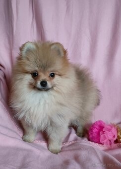 POMERANIAN - 2