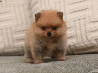 Pomeranian - 2