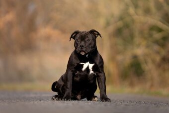 American Bully Pocket ABKC - 2