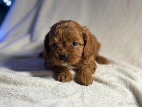 Cavapoo - 2