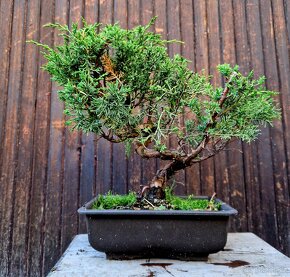 Bonsai, Bonsaj, yamadroi - Juniperus Simpactu 2 - 2