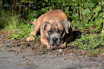 Cane Corso krycí pes - 2