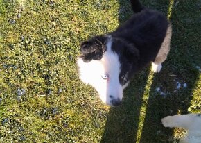 Border collie - 2