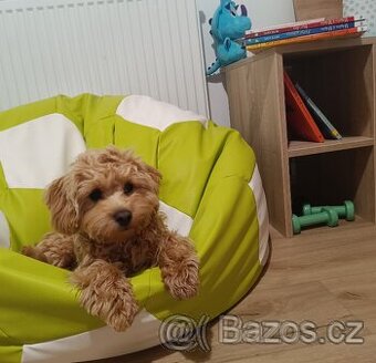 Maltipoo - 2