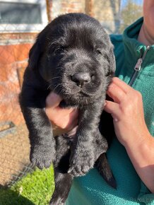 Labrador s neměckým ovčákem - 2