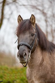 Plemeník - konik Polski - 2