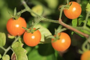 Divoká rajčata - různé druhy - semena - 2