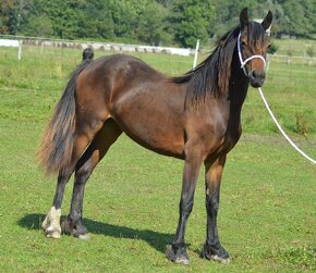 Welsh cob - klisna - 2