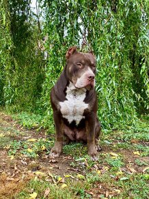 American Bully XL k adopci - 2