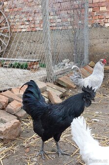 Ayam cemani - kohout - 2