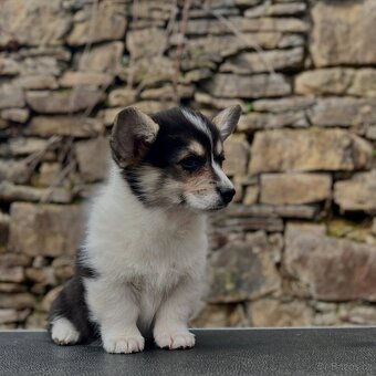 Welsh corgi pembroke s PP - 2