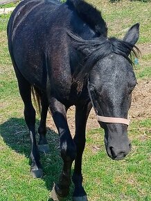 Welsh sportovy pony kobylu simel - 2