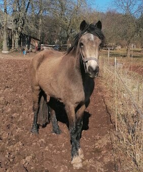 Welsh part bred kobylka - 2