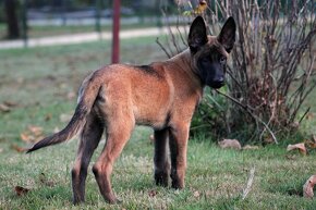 Belgický ovčák Malinois s PP - 2