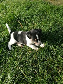 Jack Russel - 2